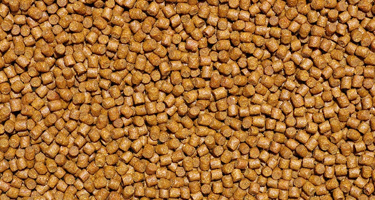 Fish Feed