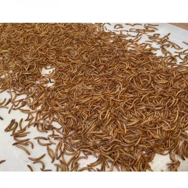 Industrial Microwave Black Soldier Fly Larvae Drying Machine #1 image